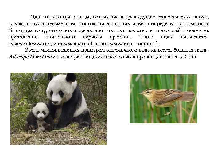  Однако некоторые виды, возникшие в предыдущие геологические эпохи, сохранились в неизменном состоянии до