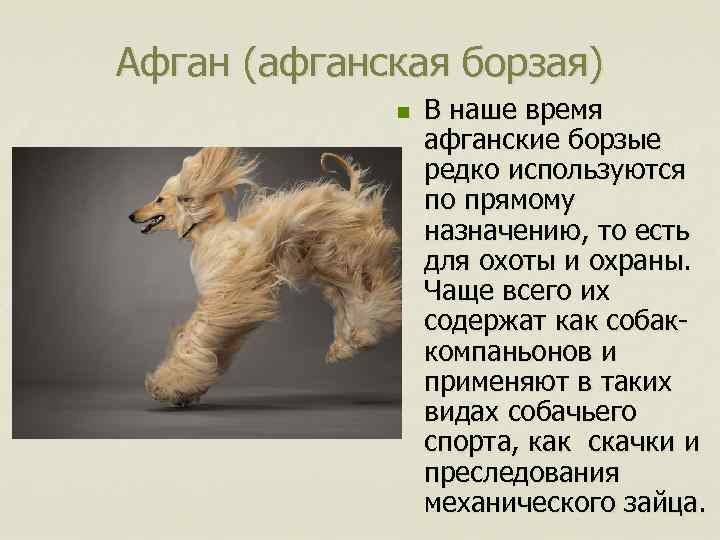 Афган (афганская борзая) n В наше время афганские борзые редко используются по прямому назначению,