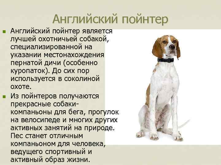 Английский пойнтер n n Английский пойнтер является лучшей охотничьей собакой, специализированной на указании местонахождения