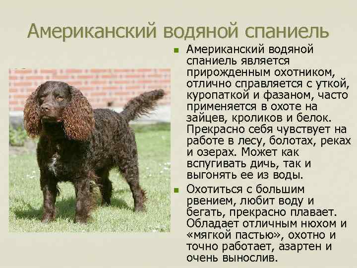 Американский водяной спаниель n n Американский водяной спаниель является прирожденным охотником, отлично справляется с