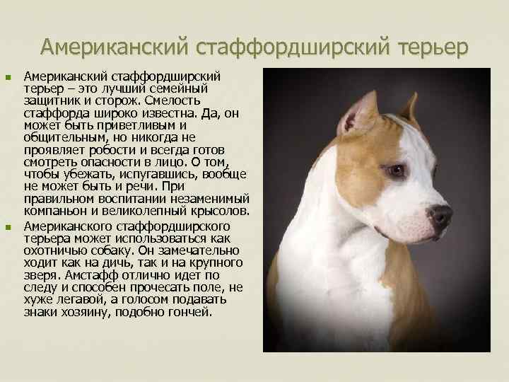 Американский стаффордширский терьер n n Американский стаффордширский терьер – это лучший семейный защитник и