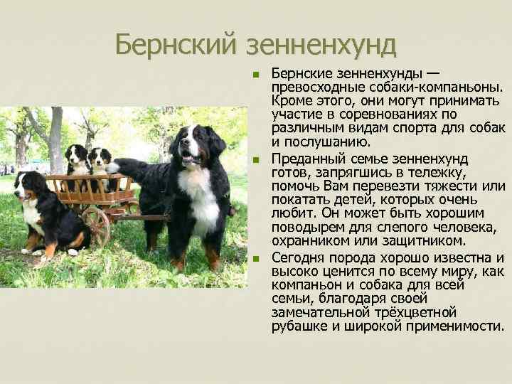 Бернский зенненхунд n n n Бернские зенненхунды — превосходные собаки-компаньоны. Кроме этого, они могут
