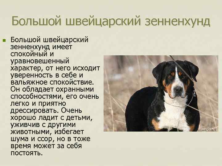 Большой швейцарский зенненхунд n Большой швейцарский зенненхунд имеет спокойный и уравновешенный характер, от него