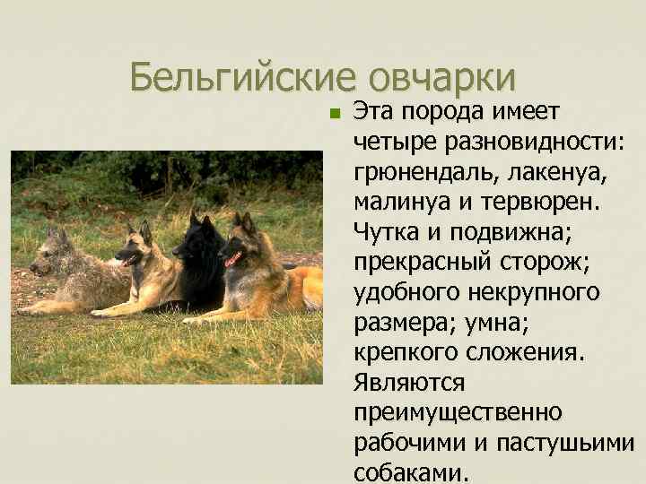 Бельгийские овчарки n Эта порода имеет четыре разновидности: грюнендаль, лакенуа, малинуа и тервюрен. Чутка