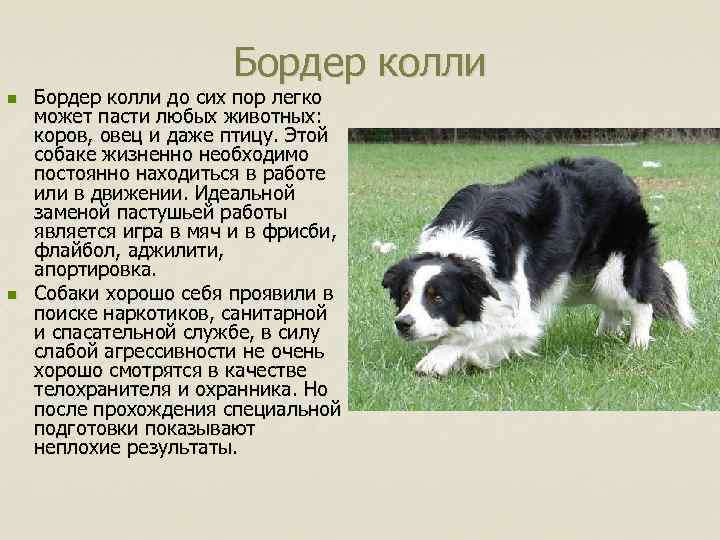 Бордер колли n n Бордер колли до сих пор легко может пасти любых животных: