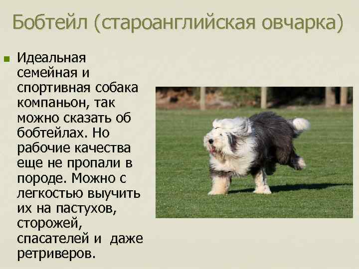 Бобтейл (староанглийская овчарка) n Идеальная семейная и спортивная собака компаньон, так можно сказать об