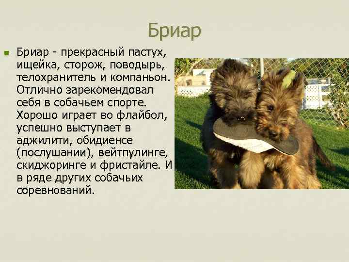 Бриар n Бриар - прекрасный пастух, ищейка, сторож, поводырь, телохранитель и компаньон. Отлично зарекомендовал