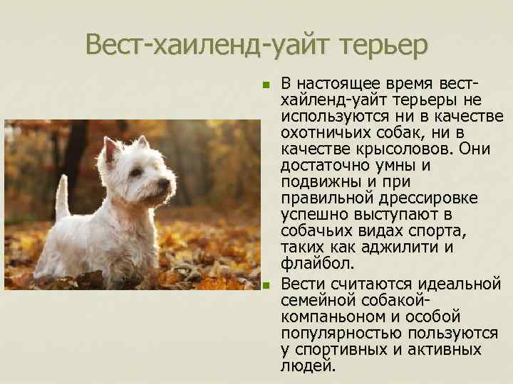 Вест-хаиленд-уайт терьер n n В настоящее время вестхайленд-уайт терьеры не используются ни в качестве