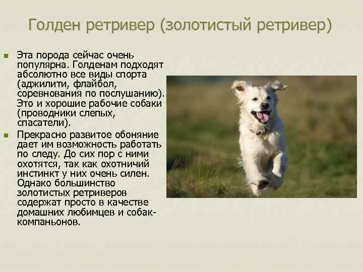 Голден ретривер (золотистый ретривер) n n Эта порода сейчас очень популярна. Голденам подходят абсолютно