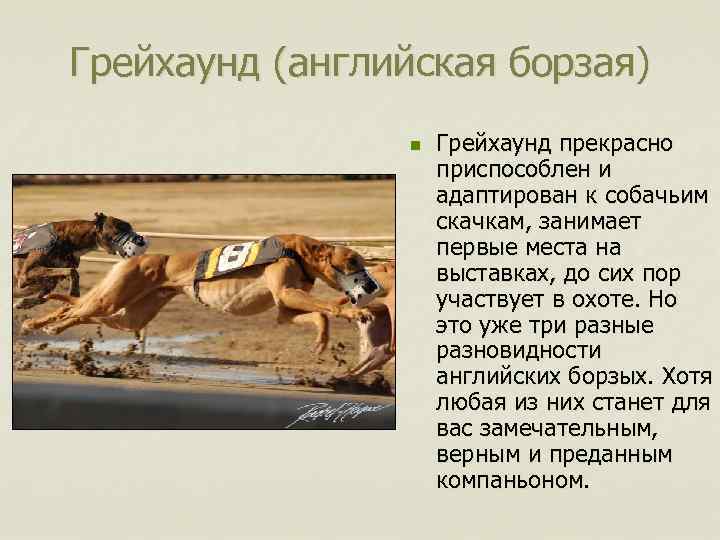 Грейхаунд (английская борзая) n Грейхаунд прекрасно приспособлен и адаптирован к собачьим скачкам, занимает первые