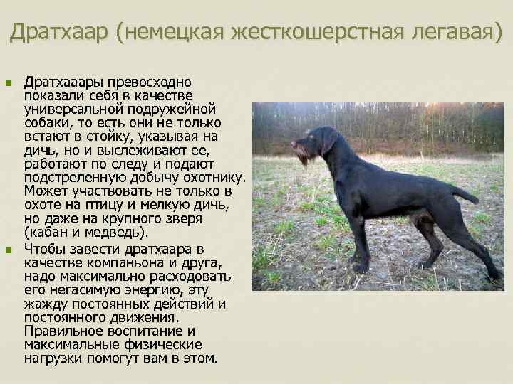 Дратхаар (немецкая жесткошерстная легавая) n n Дратхааары превосходно показали себя в качестве универсальной подружейной