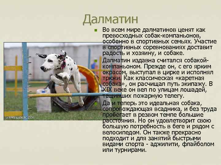 Далматин n n n Во всем мире далматинов ценят как превосходных собак-компаньонов, особенно в