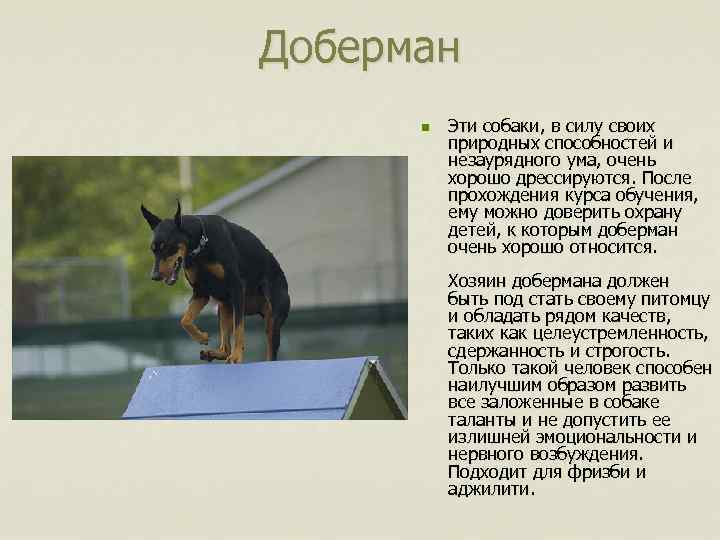 Доберман n Эти собаки, в силу своих природных способностей и незаурядного ума, очень хорошо