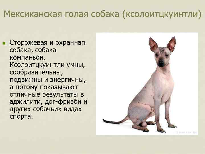 Мексиканская голая собака (ксолоитцкуинтли) n Сторожевая и охранная собака, собака компаньон. Ксолоитцкуинтли умны, сообразительны,