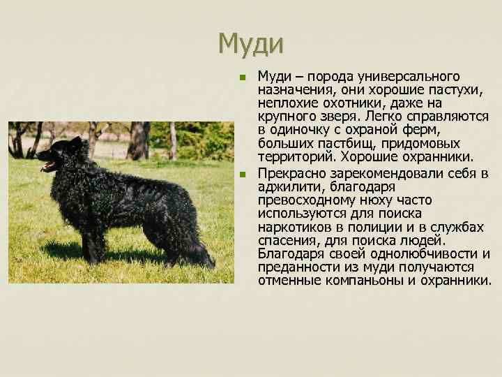 Муди n n Муди – порода универсального назначения, они хорошие пастухи, неплохие охотники, даже