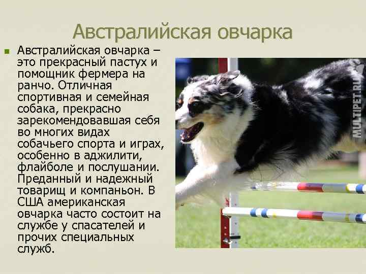 Австралийская овчарка n Австралийская овчарка – это прекрасный пастух и помощник фермера на ранчо.