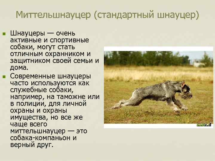 Миттельшнауцер (стандартный шнауцер) n n Шнауцеры — очень активные и спортивные собаки, могут стать