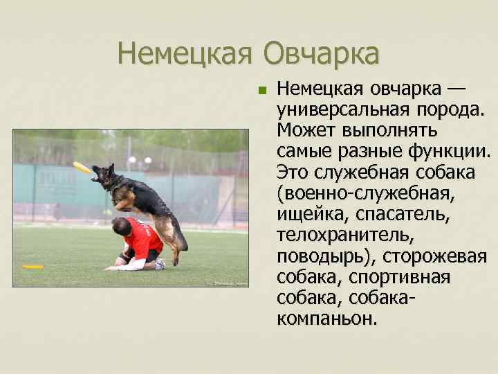 Немецкая Овчарка n Немецкая овчарка — универсальная порода. Может выполнять самые разные функции. Это