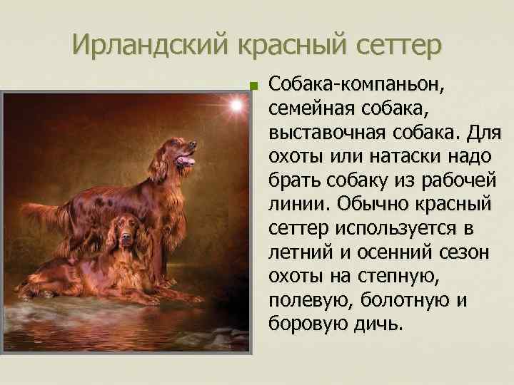 Ирландский красный сеттер n Собака-компаньон, семейная собака, выставочная собака. Для охоты или натаски надо