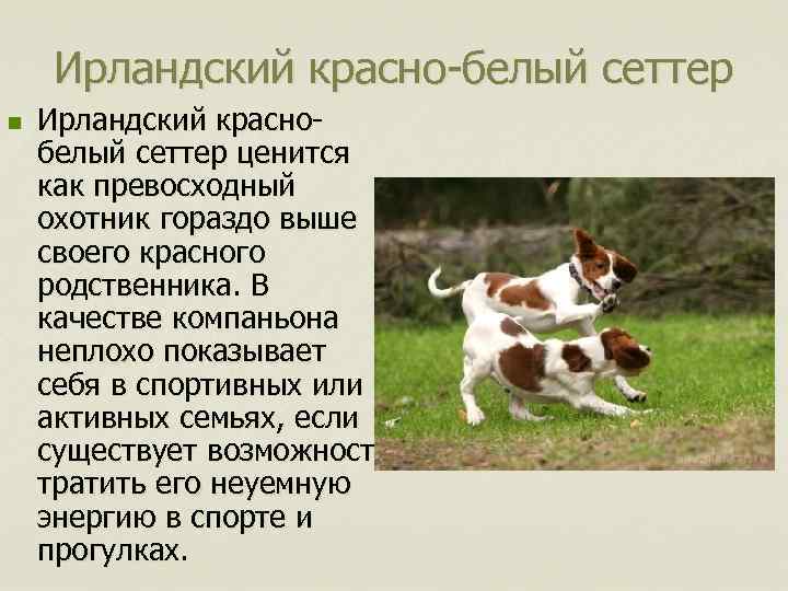 Ирландский красно-белый сеттер n Ирландский краснобелый сеттер ценится как превосходный охотник гораздо выше своего