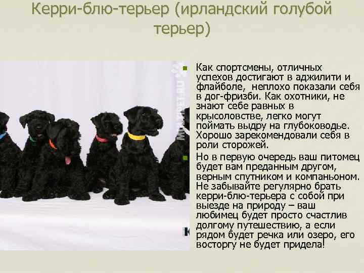 Керри-блю-терьер (ирландский голубой терьер) n n Как спортсмены, отличных успехов достигают в аджилити и