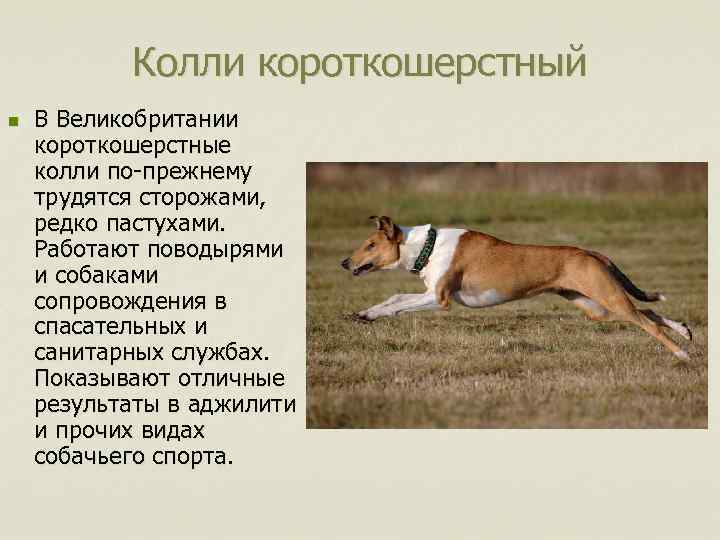 Колли короткошерстный n В Великобритании короткошерстные колли по-прежнему трудятся сторожами, редко пастухами. Работают поводырями