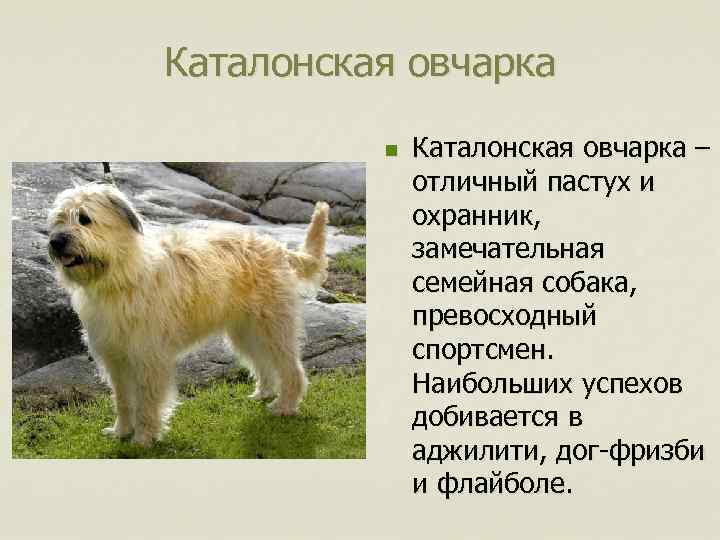 Каталонская овчарка n Каталонская овчарка – отличный пастух и охранник, замечательная семейная собака, превосходный
