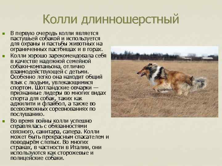 Колли длинношерстный n n n В первую очередь колли является пастушьей собакой и используется