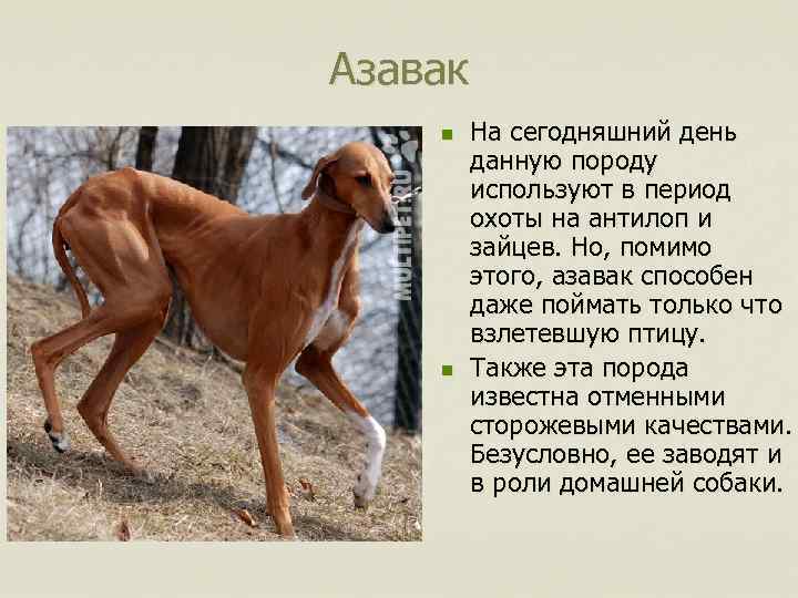 Андрей решил выяснить соответствует ли изображенная на фотографии собака породы азавак