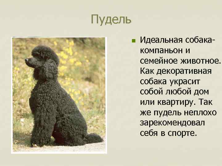 Пудель n Идеальная собакакомпаньон и семейное животное. Как декоративная собака украсит собой любой дом