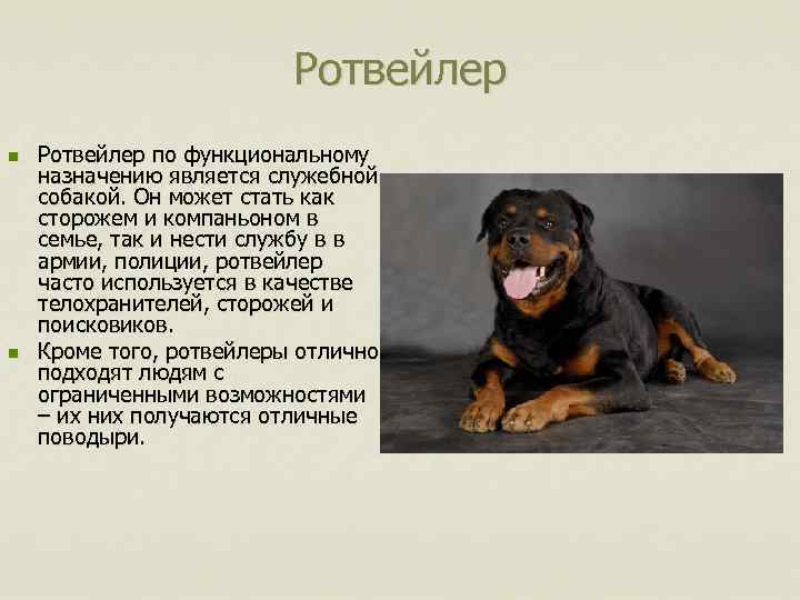 Ротвейлер n n Ротвейлер по функциональному назначению является служебной собакой. Он может стать как