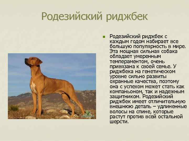 Родезийский риджбек n Родезийский риджбек с каждым годом набирает все большую популярность в мире.