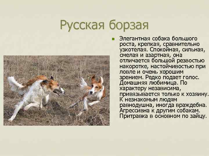 Русская борзая n Элегантная собака большого роста, крепкая, сравнительно узкотелая. Спокойная, сильная, смелая и