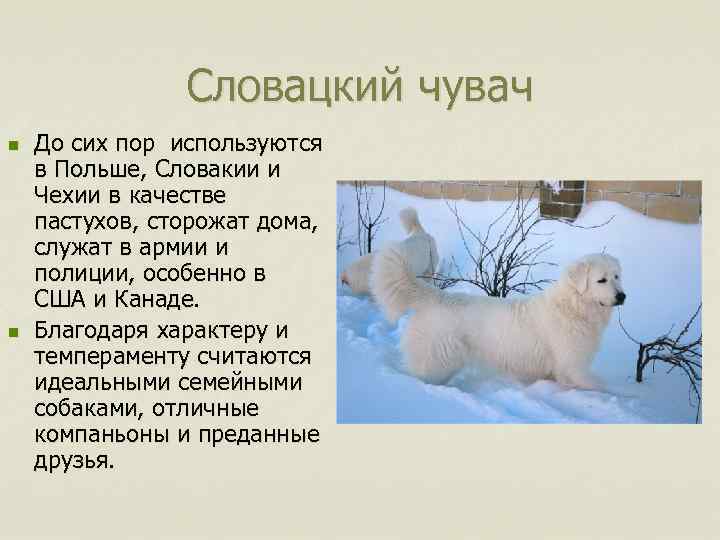 Словацкий чувач n n До сих пор используются в Польше, Словакии и Чехии в