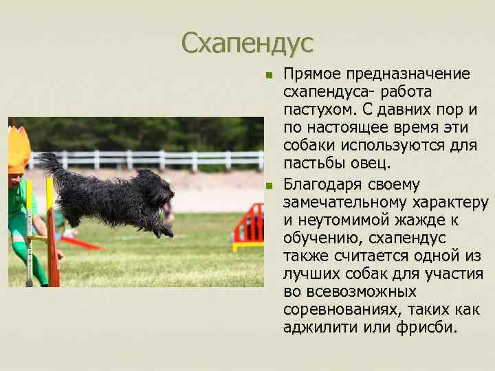 Схапендус n n Прямое предназначение схапендуса- работа пастухом. С давних пор и по настоящее