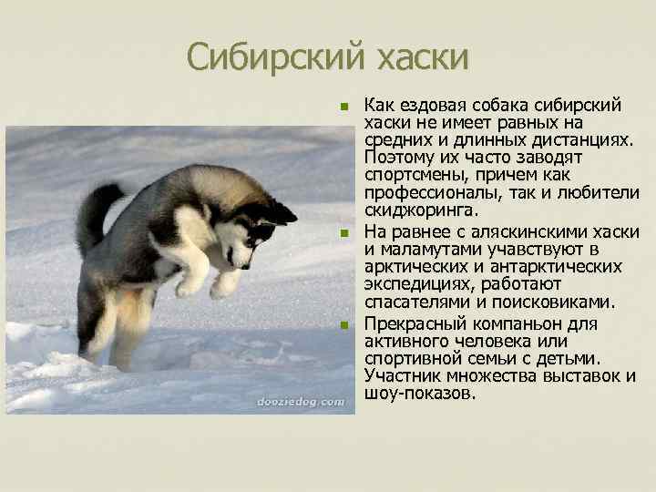Сибирский хаски n n n Как ездовая собака сибирский хаски не имеет равных на
