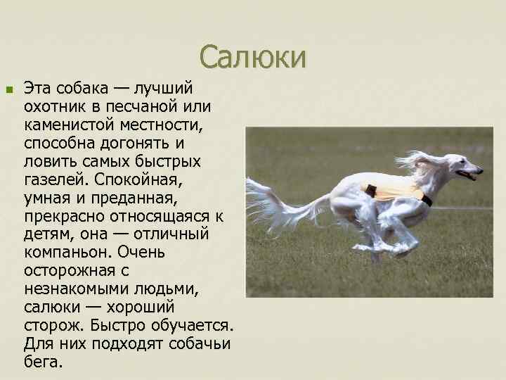 Салюки n Эта собака — лучший охотник в песчаной или каменистой местности, способна догонять