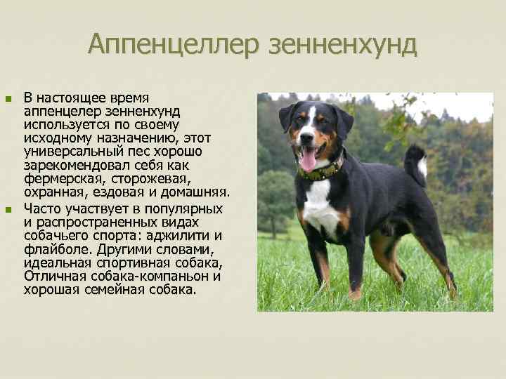 Аппенцеллер зенненхунд n n В настоящее время аппенцелер зенненхунд используется по своему исходному назначению,