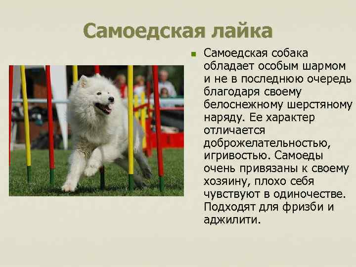 Самоедская лайка n Самоедская собака обладает особым шармом и не в последнюю очередь благодаря