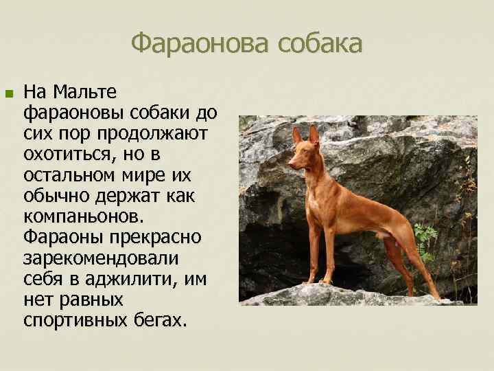 Фараонова собака n На Мальте фараоновы собаки до сих пор продолжают охотиться, но в