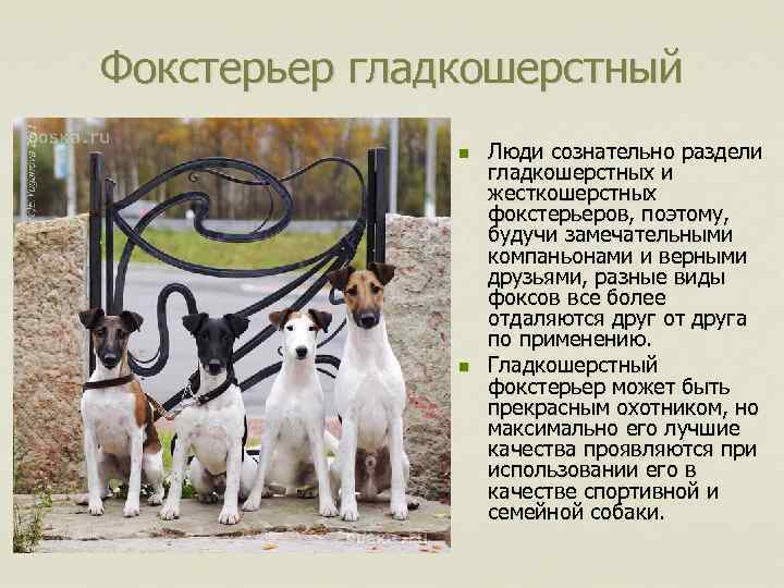 Фокстерьер гладкошерстный n n Люди сознательно раздели гладкошерстных и жесткошерстных фокстерьеров, поэтому, будучи замечательными