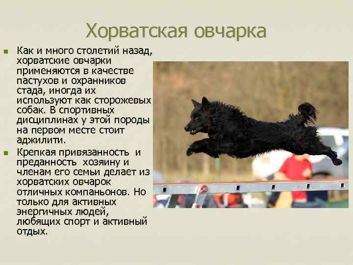 Хорватская овчарка n n Как и много столетий назад, хорватские овчарки применяются в качестве