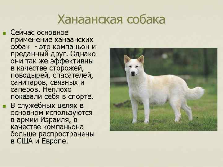 Ханаанская собака n n Сейчас основное применение ханаанских собак - это компаньон и преданный