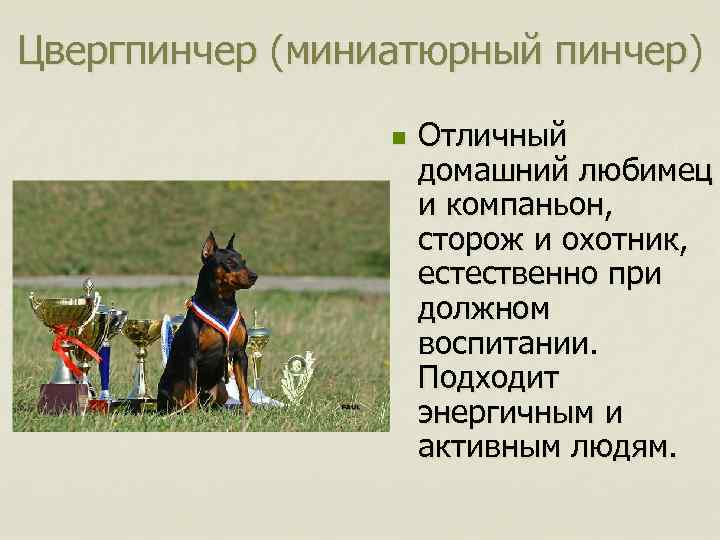 Цвергпинчер (миниатюрный пинчер) n Отличный домашний любимец и компаньон, сторож и охотник, естественно при