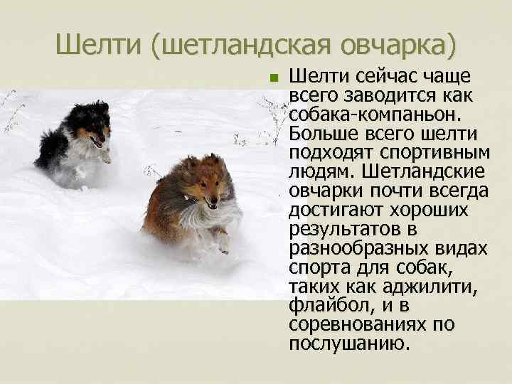 Шелти (шетландская овчарка) n Шелти сейчас чаще всего заводится как собака-компаньон. Больше всего шелти