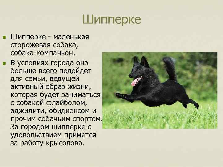 Шипперке n n Шипперке - маленькая сторожевая собака, собака-компаньон. В условиях города она больше