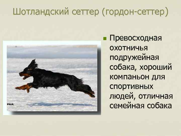 Шотландский сеттер (гордон-сеттер) n Превосходная охотничья подружейная собака, хороший компаньон для спортивных людей, отличная