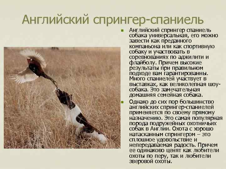Английский спрингер-спаниель n n Английский спрингер спаниель собака универсальная, его можно завести как преданного