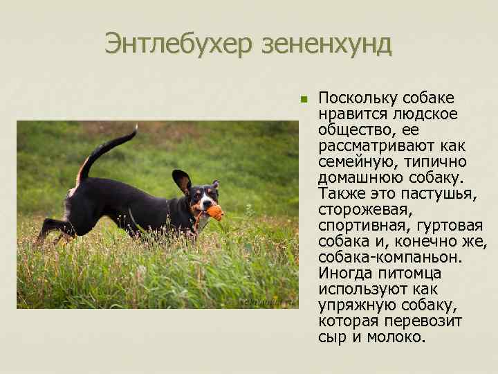 Энтлебухер зененхунд n Поскольку собаке нравится людское общество, ее рассматривают как семейную, типично домашнюю