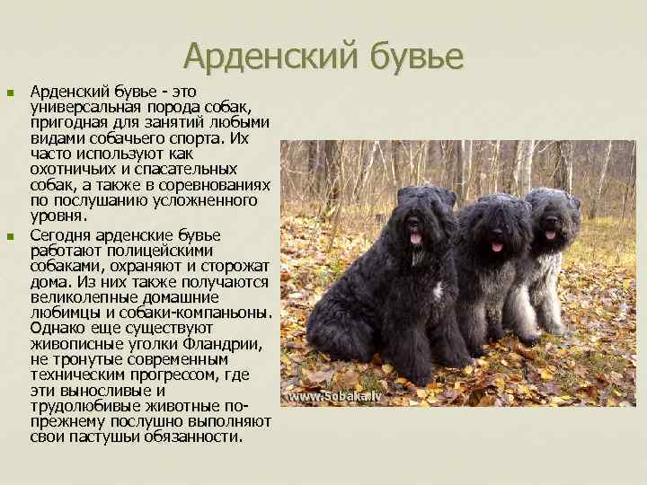 Арденский бувье n n Арденский бувье - это универсальная порода собак, пригодная для занятий